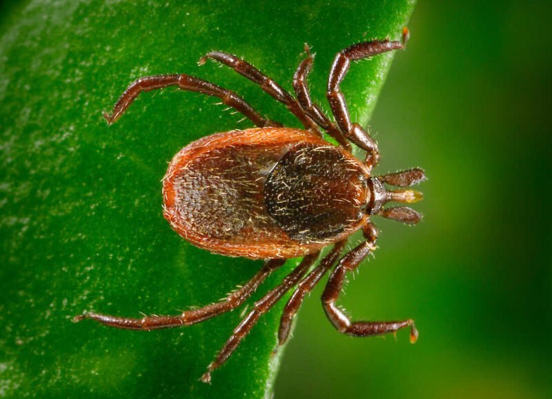 Understanding Lyme Disease Causes Symptoms And Treatment