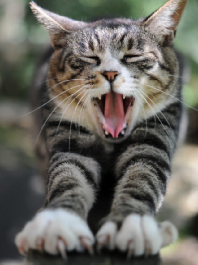10 Weird Animal Facts