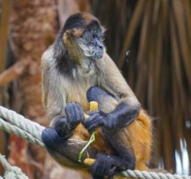 san diego zoo,zoo,zoo animals,san diego zoo tour,best zoo,usa today,bronx zoo,zoo in usa,usa today news,singapore zoo,zoo in san diego,san diego zoo safari park,best zoo in usa,china zoo,san diego zoo tips,usa zoos,beijing zoo,national zoo,san diego zoo full tour,zoo california,us zoo,zoos in usa,san diego zoo safari park tips,zoo berlin,taronga zoo sydney,largest zoo,best zoos usa,san diego zoo animals,australia zoo