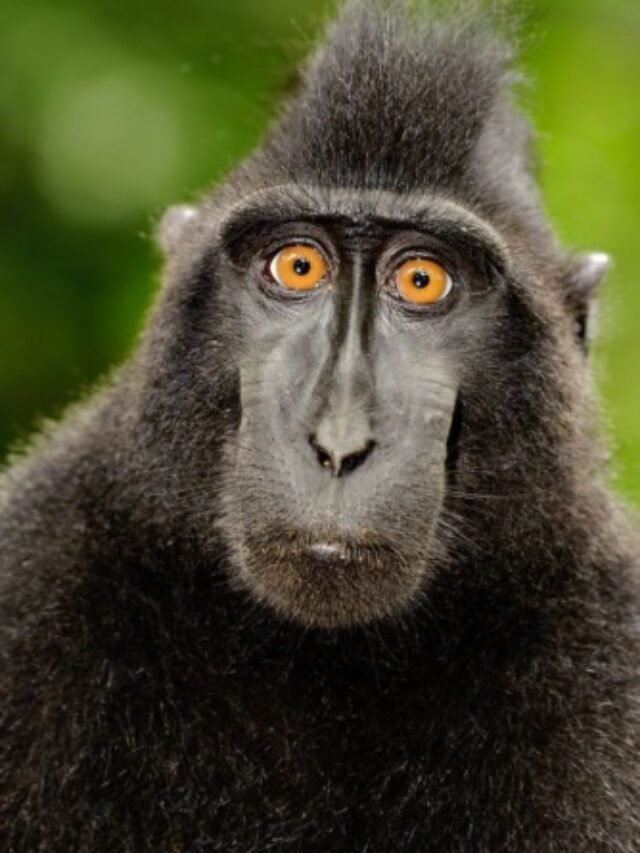 10 Crazy Facts About Animals