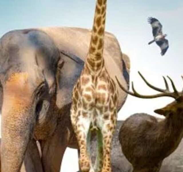 oldest animals on earth