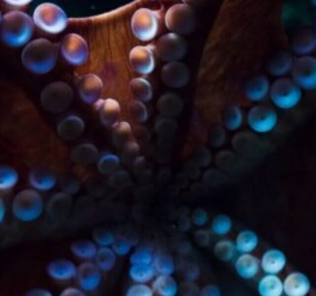 Animals that bleed blue