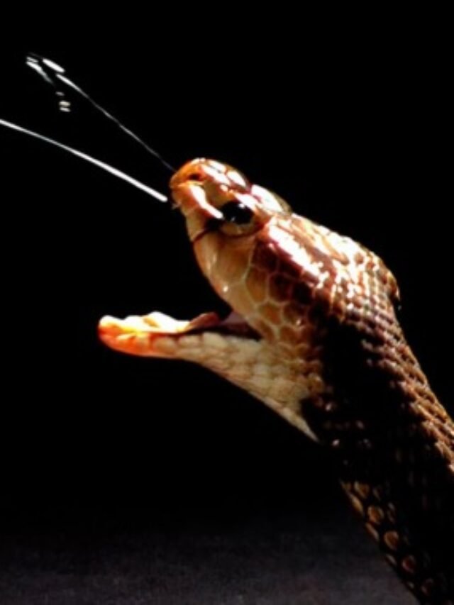 Animals That Spit Acid