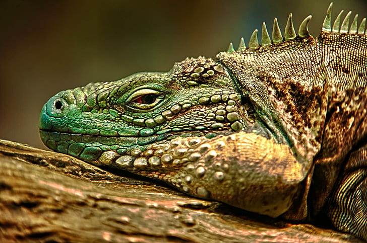 https://www.stylerug.net/wp-content/uploads/2023/09/macro-animals-lizards-reptiles-wallpaper-preview.jpg