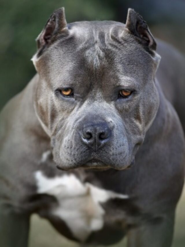 10 World’s Largest Dog Breeds