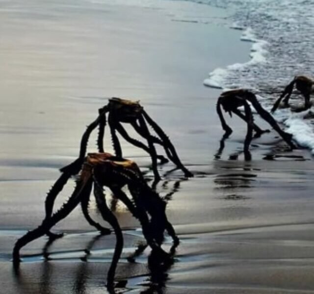 The Sea Spider