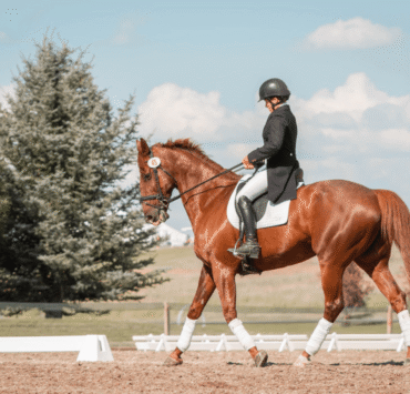 horse riding in Delhi, best horse riding clubs in Delhi, horse riding schools in New Delhi, horse riding lessons Delhi, Delhi equestrian clubs, polo training Delhi, horse riding beginners Delhi