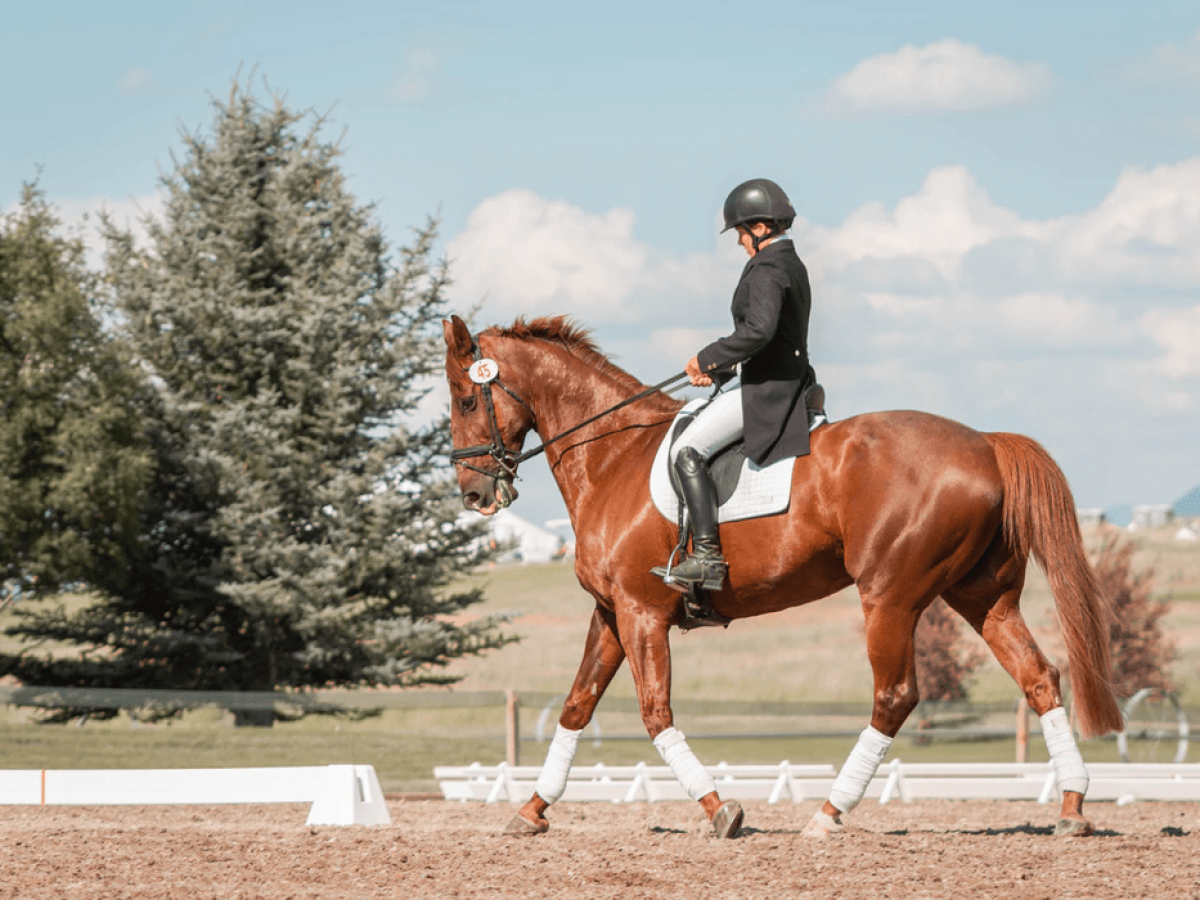 horse riding in Delhi, best horse riding clubs in Delhi, horse riding schools in New Delhi, horse riding lessons Delhi, Delhi equestrian clubs, polo training Delhi, horse riding beginners Delhi